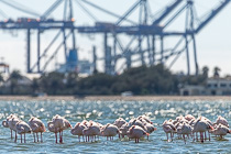 lesser flamingo birds in lagoon