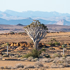 quiver trees in rocky plain