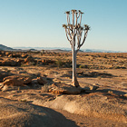 quiver trees in rocky plain