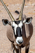 oryx