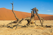 dead tree & sand dune in vlei