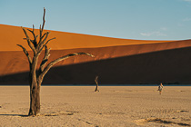 Paul walking amongst dead trees & sand dune in vlei