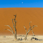 dead tree & sand dune with moon in vlei