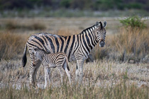 zebra with baby