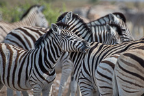 zebras
