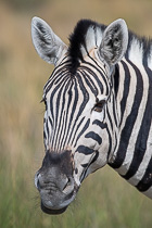 zebra head shot