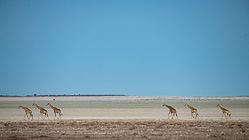 giraffes walking in pan