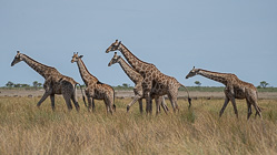 giraffes walking in grass