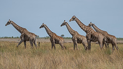 giraffes walking in grass