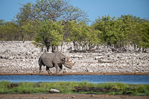 rhino near waterhole