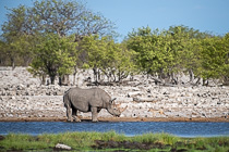 rhino drinking at waterhole & jackal