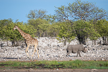rhino & giraffe near waterhole