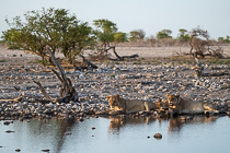 lionesses laying down at waterhole at sunset