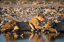 lionesses laying down at waterhole at sunset