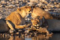 lionesses laying down at waterhole at sunset