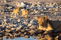 lion cubs walking to waterhole at sunset