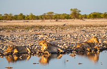 lion cubs & lionesses at waterhole at sunset