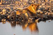 lion cubs & lionesses at waterhole at sunset