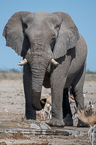 elephant drinking at waterhole