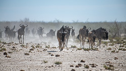 herd of wildebeeste running