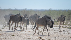 herd of wildebeeste running