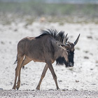 wildebeeste running