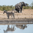 elephant scrtching bud on big stone