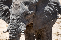 elephant head shot