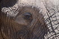 elephant eye