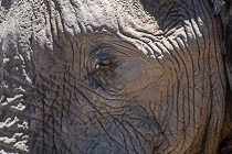 elephant eye