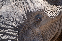 elephant eye
