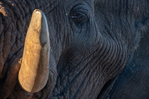 elephant eye & tusk
