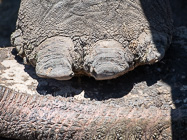elephant foot