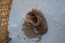 elephant trump in water