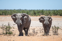 elephant wlaking to waterhole