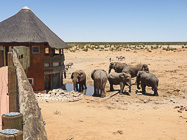 elephants drinking at waterhole