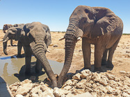 elephants drinking at waterhole