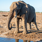 elephants drinking at waterhole
