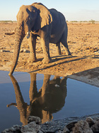 elephants drinking at waterhole