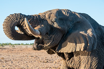elephants drinking at waterhole