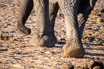 elephants feet & trup