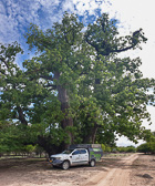 ranger camper under baobab tree
