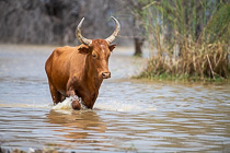 cow walking in Kunene river