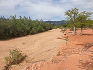 green monkeys in dry riverbed