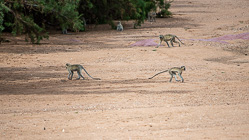 green monkeys in dry riverbed