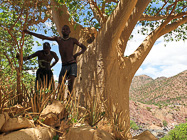 Himba mae