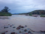 flood bringing trees on Kunene river at dawn