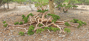 spider butter tree