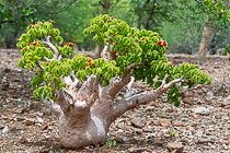 butter tree with red berries