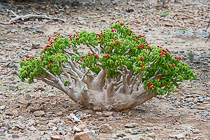 butter tree with red berries